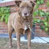 Nala  sanfte Hündin sucht ihr ruhiges Zuhause