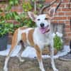 Harley sucht sein Für-immer-Zuhause