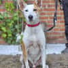 Harley sucht sein Für-immer-Zuhause