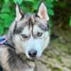 Husky-Bub JURi 😍 sucht seine Menschen