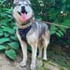 Husky-Bub JURi 😍 sucht seine Menschen