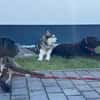 Husky-Bub JURi 😍 sucht seine Menschen