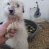 Milou 30 cm (Pflegestelle)