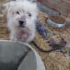 Milou 30 cm (Pflegestelle)