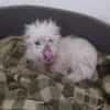 Milou 30 cm (Pflegestelle)