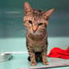 SPARTACUS