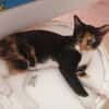 Aneth [Chaton]