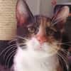 Aneth [Chaton]