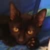 Sauge [Chaton]