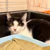 Burata [Chaton] [FIV+]