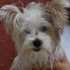 Jack (en cours d'adoption)