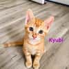 Kyubi