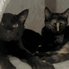 JASMIN ET MARGUERITE