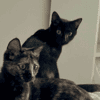 JASMIN ET MARGUERITE