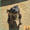 Roxie