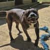 Roxie
