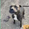Roxie