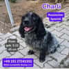 Charli Russischer Spaniel sucht ein liebevolles Zuhause.