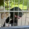 Mokka sucht ein neues Zuhause