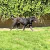 Mokka sucht ein neues Zuhause