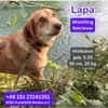Lapa Mischung Retriever sucht ein liebevolles Zuhause.