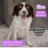 Elza Spaniel Mischling sucht ein liebevolles Zuhause.