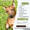 Andrew Toy Terrier sucht ein liebevolles Zuhause.