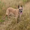 RUBY in 91616 Neusitz sucht