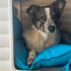 Laika sucht ihre Menschen