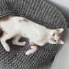 Kater Roko sucht endlich Forever Home