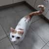 Kater Roko sucht endlich Forever Home