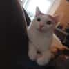 Kater Roko sucht endlich Forever Home