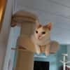 Kater Roko sucht endlich Forever Home