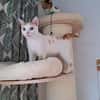 Kater Roko sucht endlich Forever Home