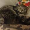 Kater Emil