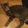Katze Bella mit Handicap