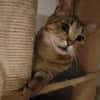 Katze Bella mit Handicap