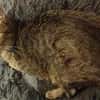 Katze Bella mit Handicap