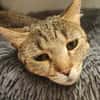 Katze Bella mit Handicap