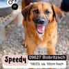 Fröhlicher SPEEDY sucht seine Menschen