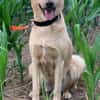 Fanta, geb. 05/2017, 48317 Drensteinfurt