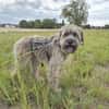 Momo - Traumzuhause gesucht