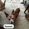 Tammi sucht eine Adoption auf dem Weg ins Glück