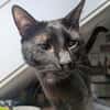 Kater Sid Handicap