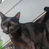 Kater Sid Handicap
