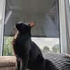 Kater Sid Handicap