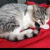 Kätzin Nikki FIV +