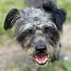 KRÜMEL -Terriermix auf 3 Pfoten-