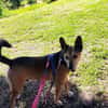 schöner Podenco Rüde