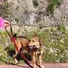schöner Podenco Rüde